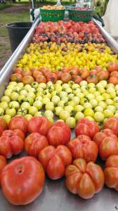 2014 tomatoes on wash sink